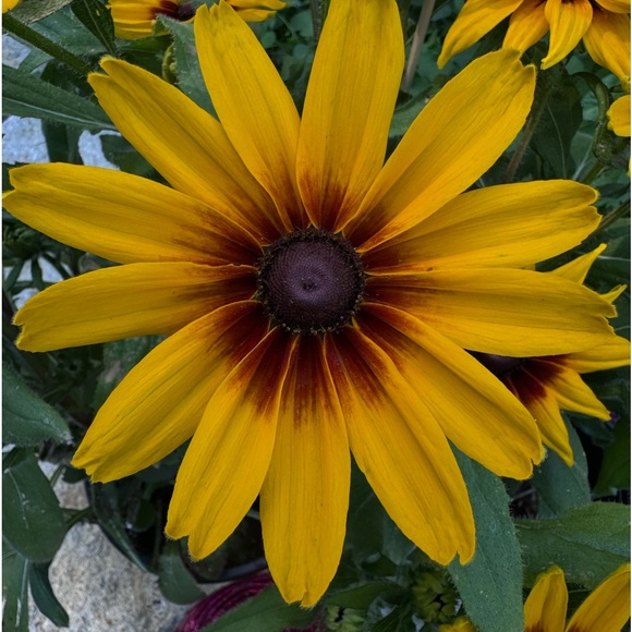 Thank you for shopping - Picture 2 of 5